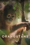 Orangutans